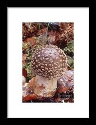 Attēlu rezultāti vaicājumam “Amanita excelsa”