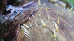 Attēlu rezultāti vaicājumam “Mucronella bresadolae”