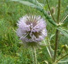 Image result for Dipsacus silvestris