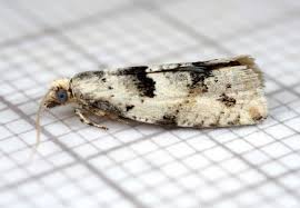 Attēlu rezultāti vaicājumam “Epinotia bilunana”