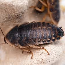 Attēlu rezultāti vaicājumam “Badhamia dubia”