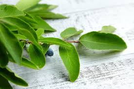 Attēlu rezultāti vaicājumam “Lonicera caerulea var. pallasii leaf”