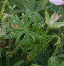 Attēlu rezultāti vaicājumam “Geranium sanguineum leaf”