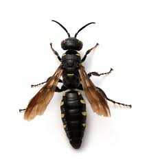 Attēlu rezultāti vaicājumam “Physarum obscurum”