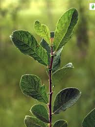 Attēlu rezultāti vaicājumam “Salix aurita”
