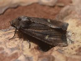 Attēlu rezultāti vaicājumam “Celaena leucostigma”