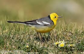 Attēlu rezultāti vaicājumam “Motacilla citreola male”