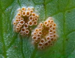 Attēlu rezultāti vaicājumam “Puccinia sessilis”