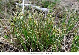 Attēlu rezultāti vaicājumam “Trichophorum cespitosum”