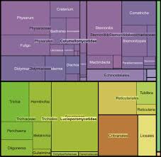 Attēlu rezultāti vaicājumam “Dianemataceae”