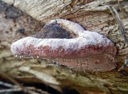 Attēlu rezultāti vaicājumam “Badhamia dubia sessile”