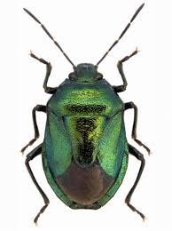 Attēlu rezultāti vaicājumam “Zicrona caerulea”