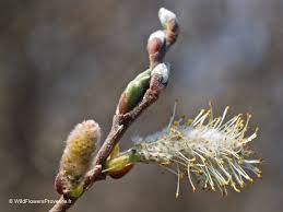 Attēlu rezultāti vaicājumam “Salix caprea”