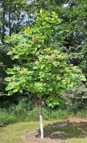 Attēlu rezultāti vaicājumam “Catalpa ovata”
