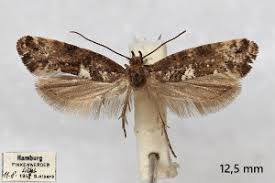 Attēlu rezultāti vaicājumam “Acrolepiopsis assectella”