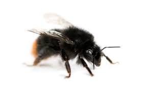Attēlu rezultāti vaicājumam “Bombus lapidarius”