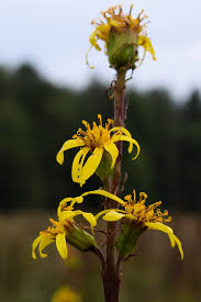 Attēlu rezultāti vaicājumam “Ligularia sibirica”