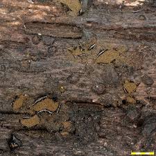 Attēlu rezultāti vaicājumam “Licea castanea”