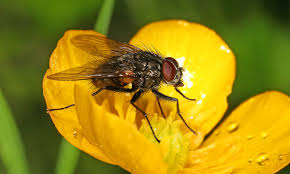 Attēlu rezultāti vaicājumam “Ranunculus acris fruit”