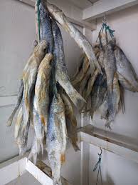 Image result for Chelon richardsonii