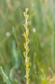 Attēlu rezultāti vaicājumam “Herminium monorchis fruit”
