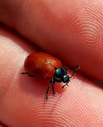 Attēlu rezultāti vaicājumam “Chrysomela populi”