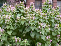 Attēlu rezultāti vaicājumam “Lamium purpureum leaf”