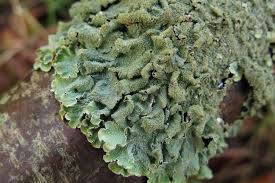 Attēlu rezultāti vaicājumam “Parmelia serrana”