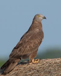 Attēlu rezultāti vaicājumam “Pernis apivorus adult”