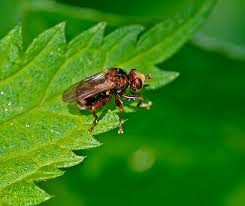 Attēlu rezultāti vaicājumam “Sicus ferrugineus”