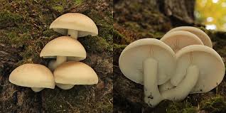 Attēlu rezultāti vaicājumam “Hypsizygus ulmarius”