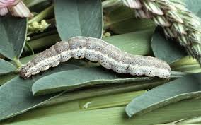 Attēlu rezultāti vaicājumam “Lygephila viciae”