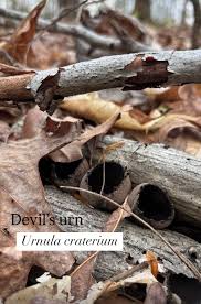 Attēlu rezultāti vaicājumam “Craterium aureum stalked”