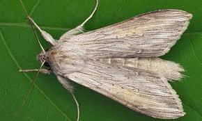 Attēlu rezultāti vaicājumam “Cucullia umbratica”