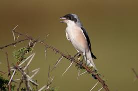 Image result for Lanius minor