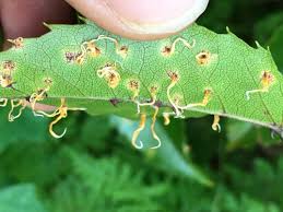 Attēlu rezultāti vaicājumam “Trachyspora intrusa”