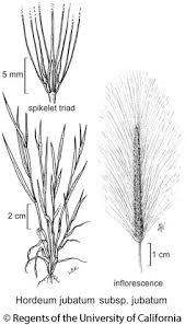 Attēlu rezultāti vaicājumam “Hordeum jubatum”