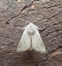 Attēlu rezultāti vaicājumam “Chortodes fluxa”