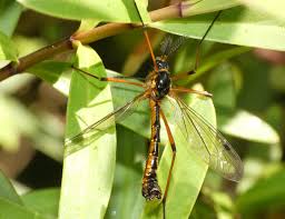 Attēlu rezultāti vaicājumam “Dictenidia bimaculata male”