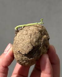 Attēlu rezultāti vaicājumam “Trichia erecta stalked”