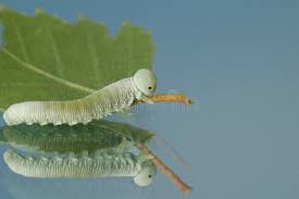 Attēlu rezultāti vaicājumam “Cucullia verbasci larva”