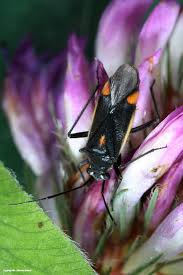 Attēlu rezultāti vaicājumam “Capsodes gothicus”