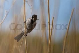 Attēlu rezultāti vaicājumam “Emberiza schoeniclus nest”