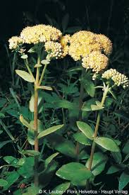 Attēlu rezultāti vaicājumam “Hylotelephium maximum flower”