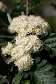 Attēlu rezultāti vaicājumam “Sorbus hybrida”
