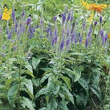 Attēlu rezultāti vaicājumam “Veronica longifolia leaf”