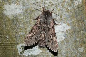 Attēlu rezultāti vaicājumam “Brachionycha nubeculosa”