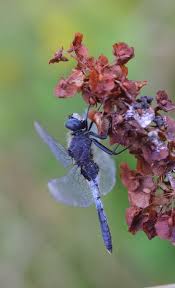 Attēlu rezultāti vaicājumam “Leucorrhinia caudalis”