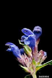 Attēlu rezultāti vaicājumam “Dracocephalum ruyschiana fruit”