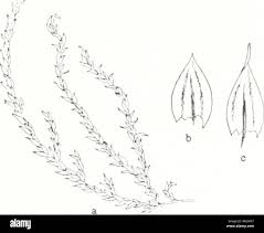 Attēlu rezultāti vaicājumam “Brachythecium rivulare sporophyte”